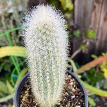 Cleistocactus strausii ‘Silver torch’, Cactus, Live Plant