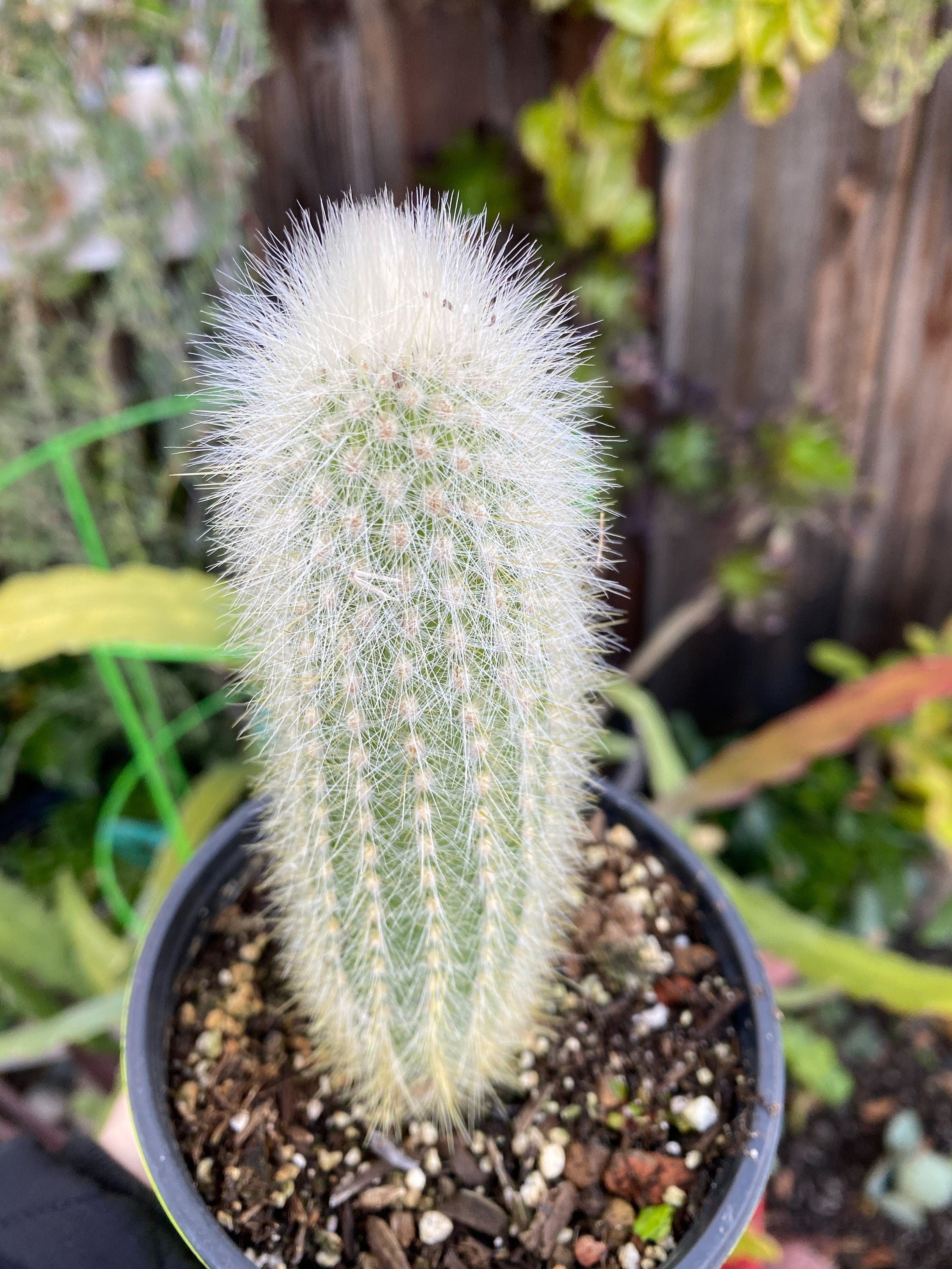 torch succulent Cleistocactus strausii ‘Silver torch’, Cactus, Live Plant