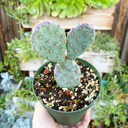 Opuntia x basilaris ‘Baby Rita prickly pear’, Cactus, Live plant