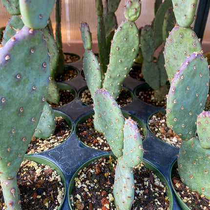Opuntia x basilaris ‘Baby Rita prickly pear’, Cactus, Live plant