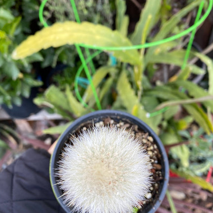 Cleistocactus strausii ‘Silver torch’, Cactus, Live Plant