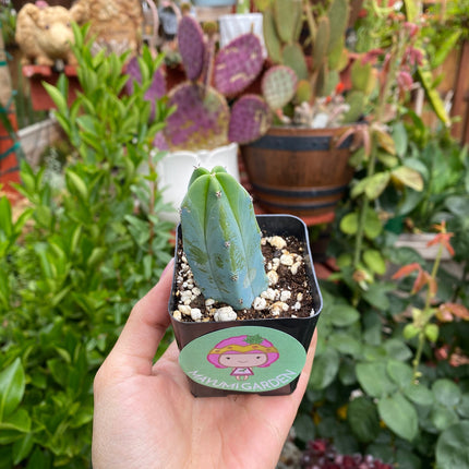 Myrtillocactus geometrizans ‘Blue Candle Cactus’, Live Plant