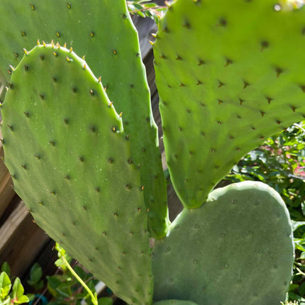 Opuntia ficus indica prickly pear cactus, Spineless/Barbary Fig, pad cutting