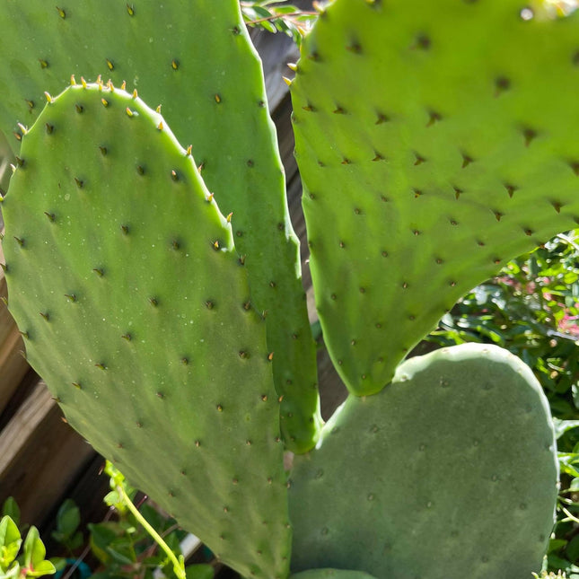 Opuntia ficus indica prickly pear cactus, Spineless/Barbary Fig, pad cutting