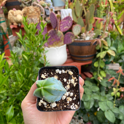 Myrtillocactus geometrizans ‘Blue Candle Cactus’, Live Plant