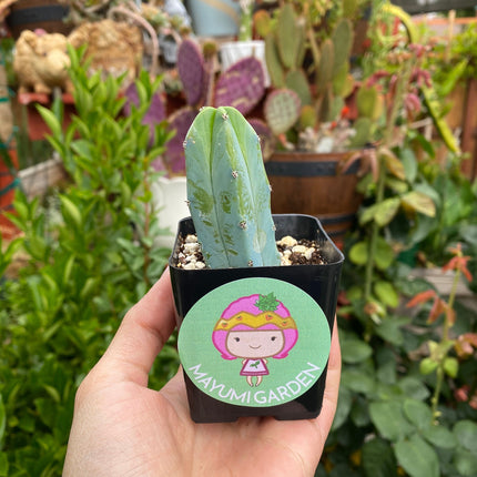 Myrtillocactus geometrizans ‘Blue Candle Cactus’, Live Plant