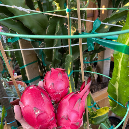 Tricia,Desert King, Frankie Red, Amelie, Riona, Celeste, Asunta 6, Asunta 7, Ohana Express, QD, Pixie Sky, Connie Mayer ... cuttings