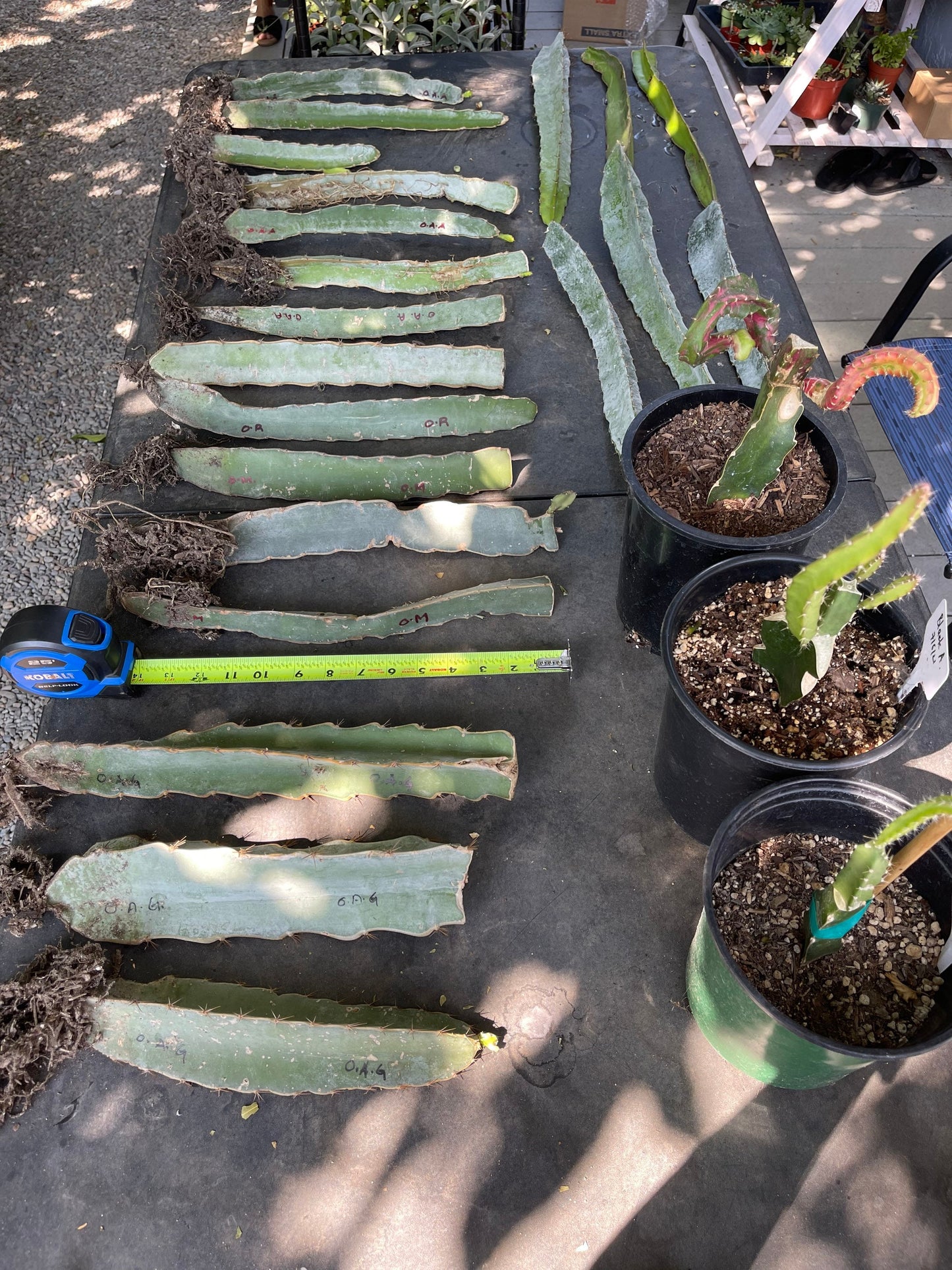 Tricia,Desert King, Frankie Red, Amelie, Riona, Celeste, Asunta 6, Asunta 7, Ohana Express, QD, Pixie Sky, Connie Mayer ... cuttings