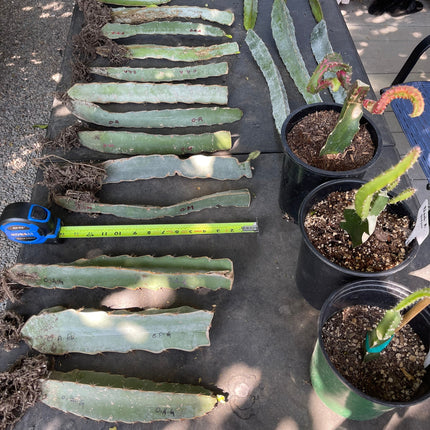 Maria Rosa dragon fruit cutting (12”)