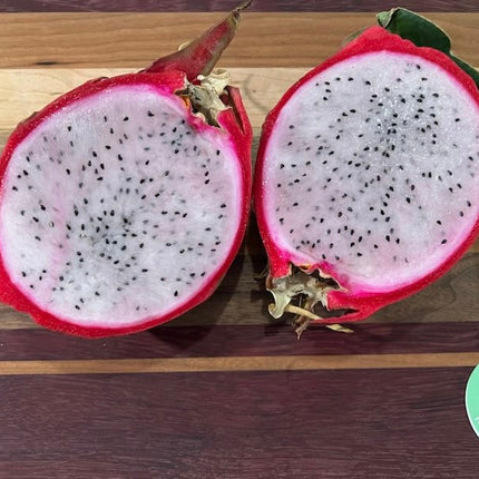 Maria Rosa dragon fruit cutting (12”)