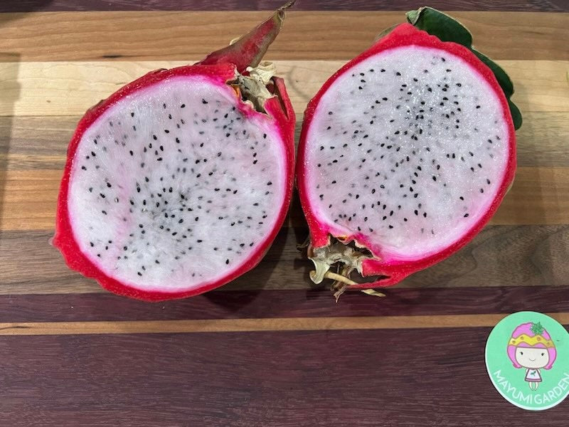 Maria Rosa dragon fruit cutting (12”)