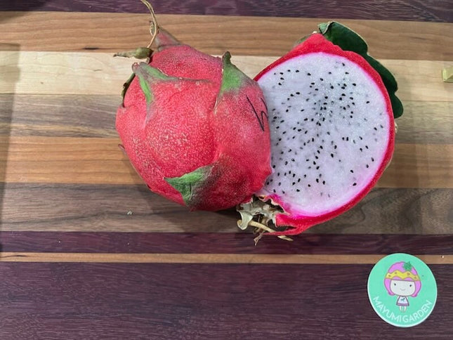 Maria Rosa dragon fruit cutting (12”)