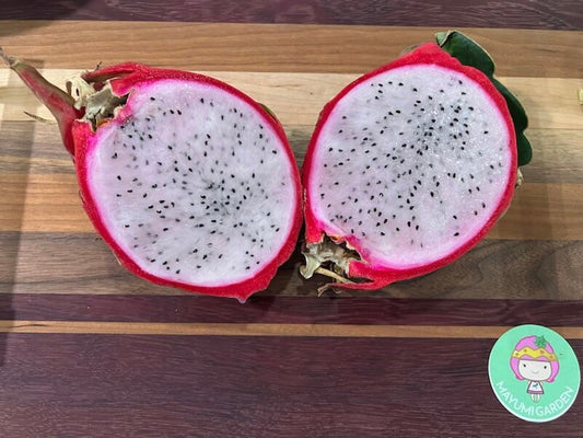 Maria Rosa dragon fruit cutting (12”)