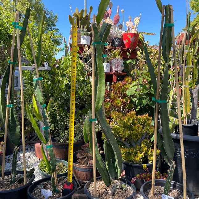 Supersize rooted Dragon fruit live plants in 5 gallons pot (At least 30" tall)!