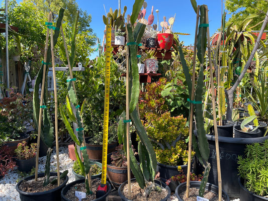 Supersize rooted Dragon fruit live plants in 5 gallons pot (At least 30" tall)!