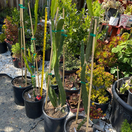Supersize rooted Dragon fruit live plants in 5 gallons pot (At least 30" tall)!