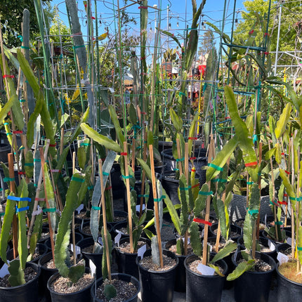 Supersize rooted Dragon fruit live plants in 5 gallons pot (At least 30" tall)!