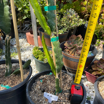 Supersize rooted Dragon fruit live plants in 5 gallons pot (At least 30" tall)!