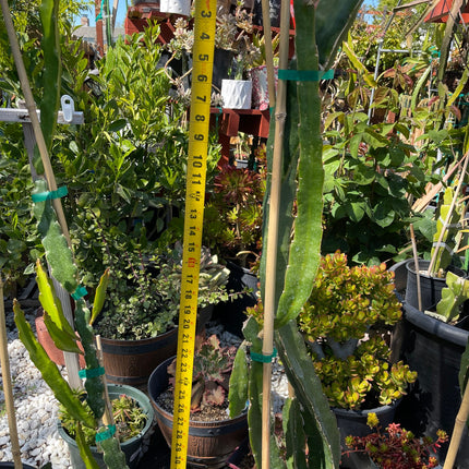 Supersize rooted Dragon fruit live plants in 5 gallons pot (At least 30" tall)!