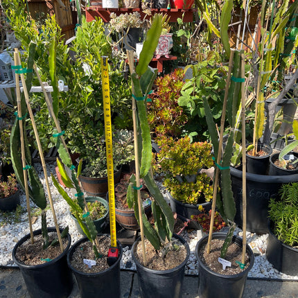 Supersize rooted Dragon fruit live plants in 5 gallons pot (At least 30" tall)!