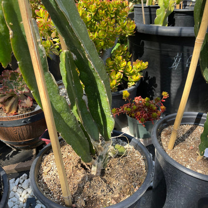 Supersize rooted Dragon fruit live plants in 5 gallons pot (At least 30" tall)!