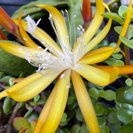 Queen of the night epiphyllum (yellow) cutting 10-12"
