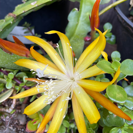 Queen of the night epiphyllum (yellow) cutting 10-12"
