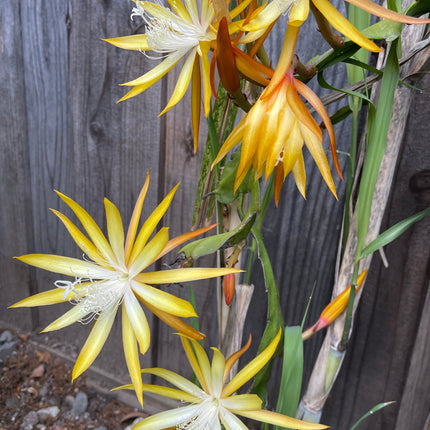 Queen of the night epiphyllum (yellow) cutting 10-12"