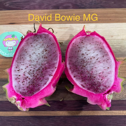 David Bowie dragon fruit cuttings (12" or longer)