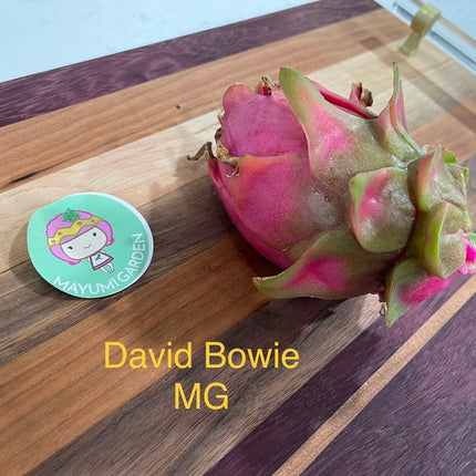 David Bowie dragon fruit cuttings (12" or longer)