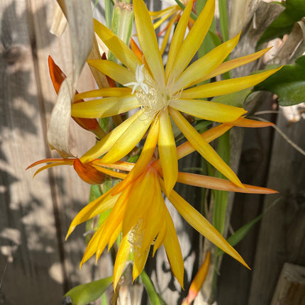 Queen of the night epiphyllum (yellow) cutting 10-12"