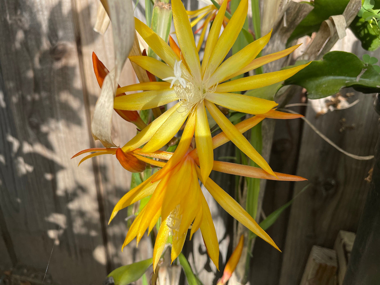 Queen of the night epiphyllum (yellow) cutting 10-12"