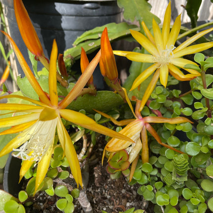 Queen of the night epiphyllum (yellow) cutting 10-12"