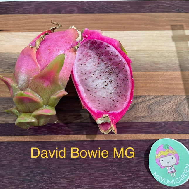 David Bowie dragon fruit cuttings (12" or longer)