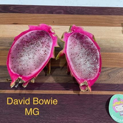 David Bowie dragon fruit cuttings (12" or longer)