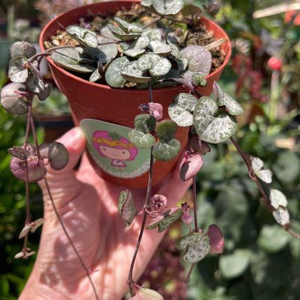 Ceropegia woodii 'String of hearts', Silver Glory