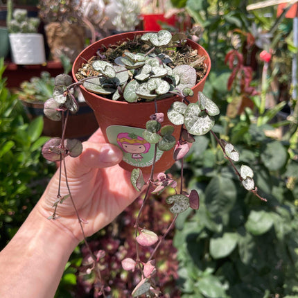 Ceropegia woodii 'String of hearts', Silver Glory