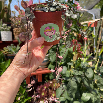 Ceropegia woodii 'String of hearts', Silver Glory