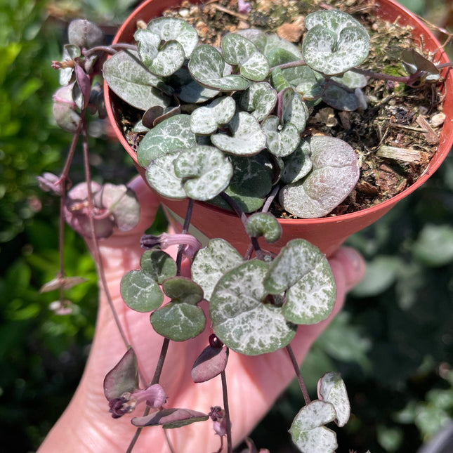 Ceropegia woodii 'String of hearts', Silver Glory