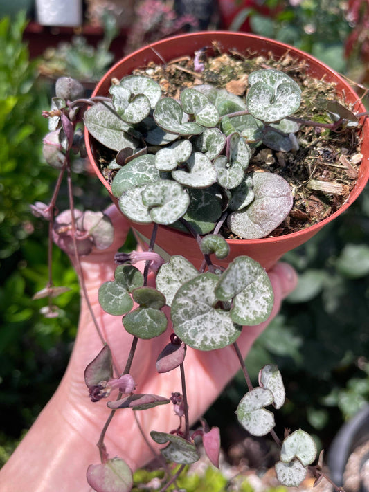 Ceropegia woodii 'String of hearts', Silver Glory
