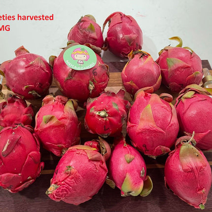 Supersize rooted Dragon fruit live plants in 5 gallons pot (At least 30" tall)!