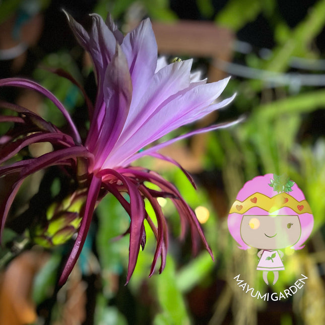 Asunta 5 Paco official - The best of the Asunta line