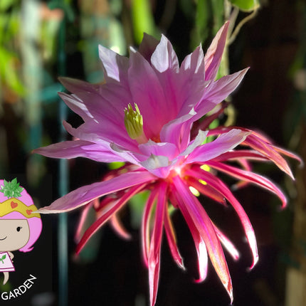 Asunta 5 Paco official - The best of the Asunta line