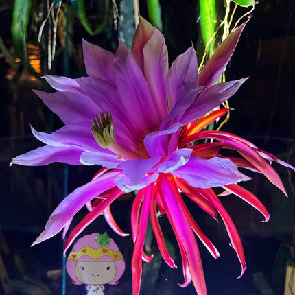 Asunta 5 Paco official - The best of the Asunta line