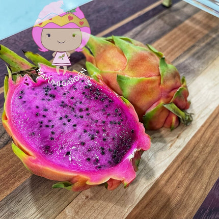 Connie Gee (Don Burnett hybrid)  dragon fruit cuttings (12" or longer)