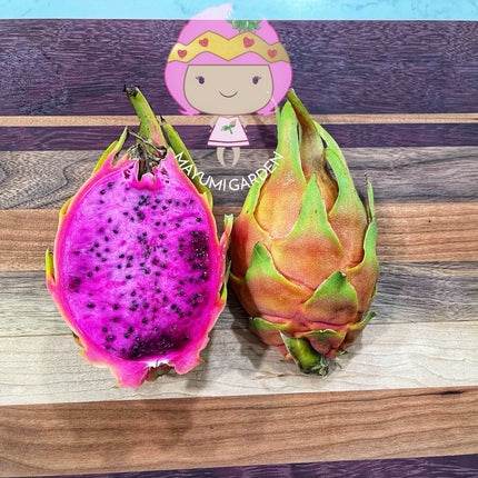 Connie Gee (Don Burnett hybrid)  dragon fruit cuttings (12" or longer)