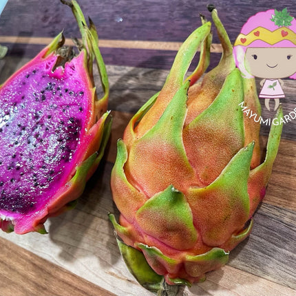 Connie Gee (Don Burnett hybrid)  dragon fruit cuttings (12" or longer)