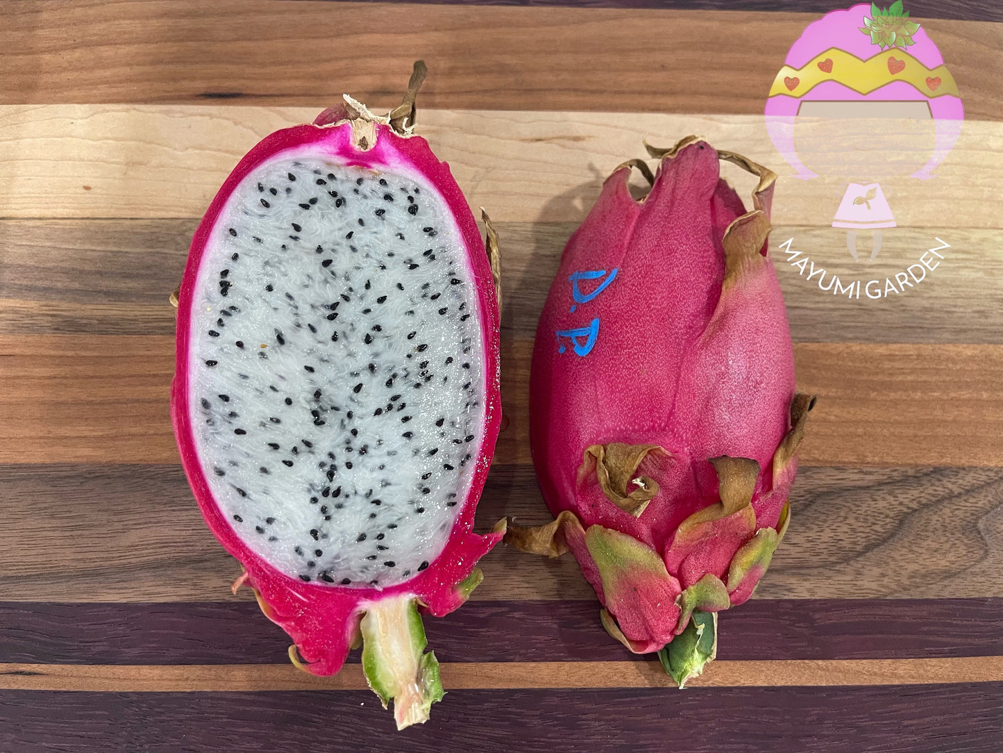 David Bowie dragon fruit cuttings (12" or longer)