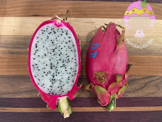 David Bowie dragon fruit cuttings (12" or longer)