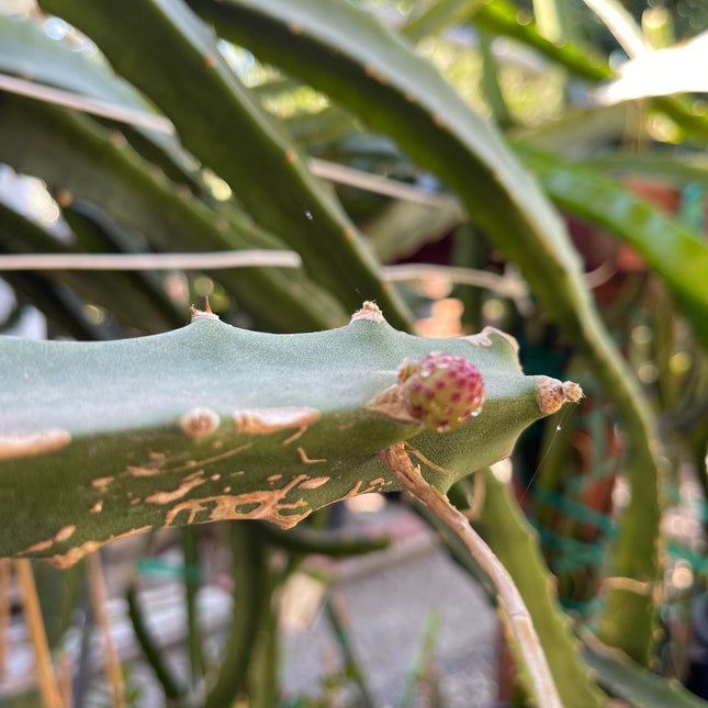 Ecuador Palora dragon fruit (cuttings and rooted plants)